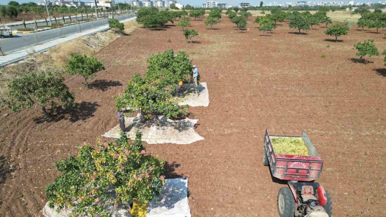 Kilis’te fiyatı altın ile yarışan boz fıstığın hasadı başladı