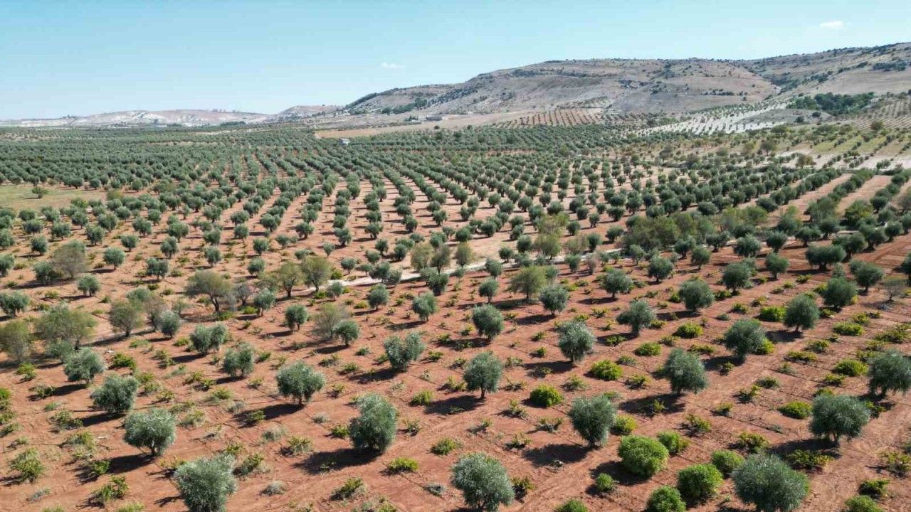 Kilis’te zeytinde erken hasat dönemi