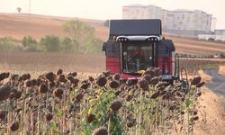 İHA ve SİHA’dan sonra ayçiçeğinde de yerli başarı: Trakya’nın tohumu tüm Türkiye’yi besleyecek