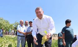 Silifke’de sofralık üzüm hasadı başladı