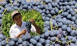 Tescilli Cimin üzümü kilosu 100 TL’den tezgahtaki yerini aldı