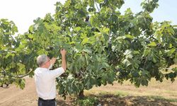 Mudanyalı üreticilere çifte müjde