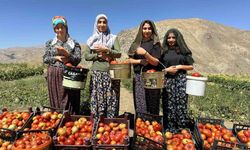 Yüksekova’da kadınların eliyle domates hasadına başlandı