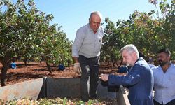 Pazarcık fıstığının tescil süreci başladı