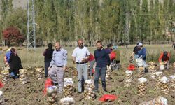 Sivaslı patates üreticisi aracıları ortadan kaldırdı, kendi üretip kendi satıyor