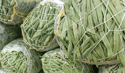 Afyonkarahisar’da yeşil fasulye kalite ve fiyatıyla altın çağını yaşıyor