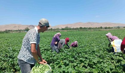 Fasulyenin satış fiyatının bir anda düşmesi üreticileri üzdü