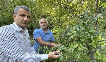 Japonya’nın muşmula meyvesi Yüksekova’da yetişti