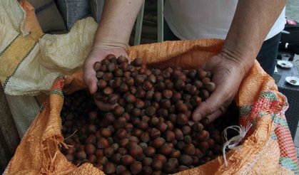 Serbest piyasada fındık fiyatı randımana bağlı