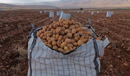 Darende’de patates hasadına başlanıldı