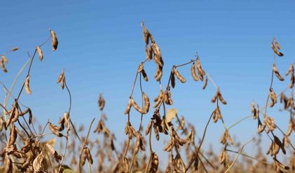 Diyarbakır’da bu yıl 35 bin dekar soya fasulyesi ekildi