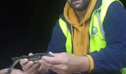 Nesli tükenmekte olan Mersin balığı ağa takıldı