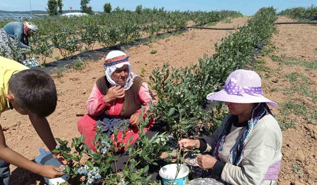 3 yıl önce kurak bir araziye deneme amaçlı ekildi, şimdi köyün geçim kaynağı oldu