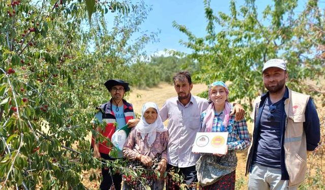 Coğrafi işaret onaylı Şaphane vişnesinin tescil ve kontrol çalışmaları