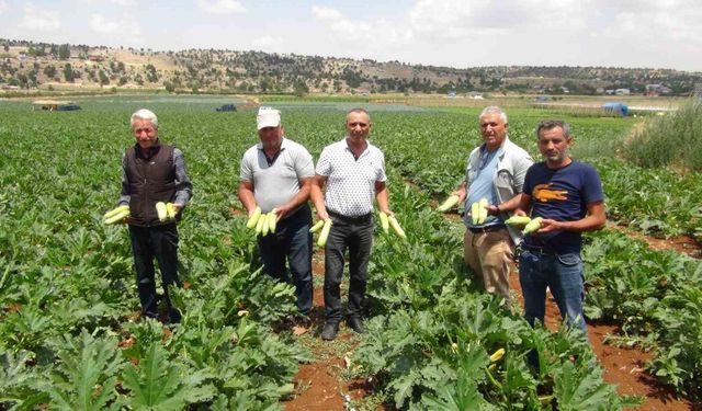 Kabak üreticisi ihracat için yeni ülkeler arıyor