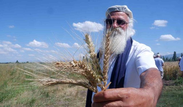 "Parla" Erzurum’da Pasin Ovası’nda başak verdi