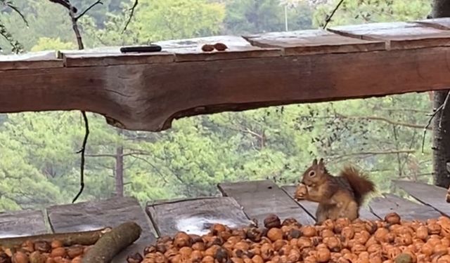 Adana’da ceviz hasadı başladı