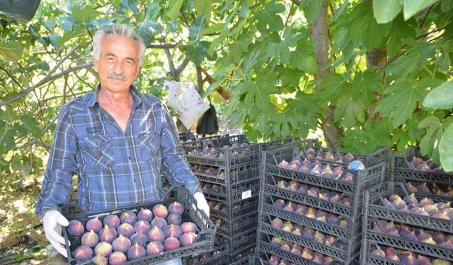 Antalya’da incir hasadı başladı