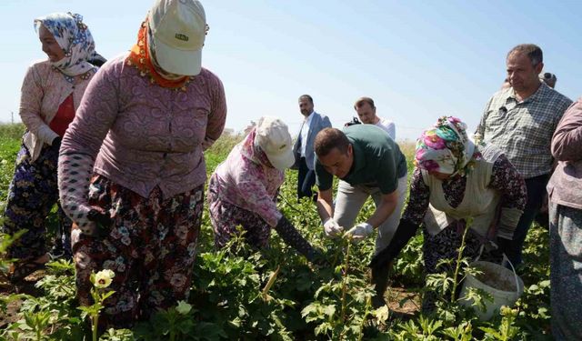 Balıkesir’de alım garantili bamya hasadı başladı