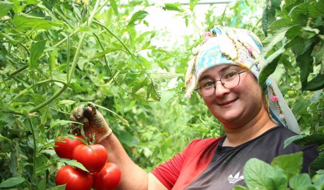 Bilecik’te çiftçi pembe domates fiyatından memnun değil