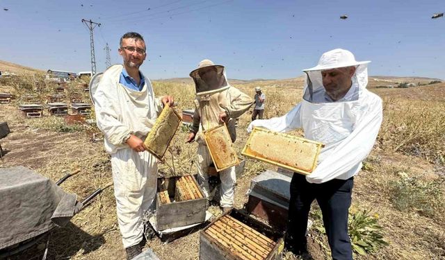 Cilo Dağı’nın eteklerinde bal bereketi: Kovan kovan bal sağımı başladı