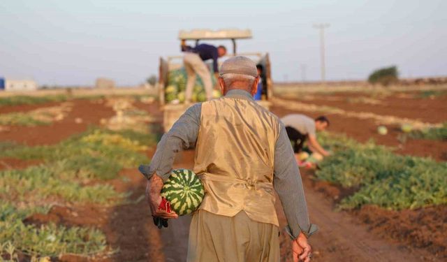 Diyarbakır karpuzunda hasat devam ediyor, üretici beklediği verimi alamadı