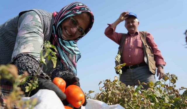 Domates tarlada kalmayacak, Bakanlıktan salça fabrikalarına destek geldi