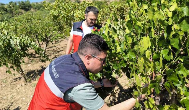 Emet’te üreticiler Antep fıstığı ve üzüm hastalık ve zararlıları konusunda bilgilendirildi