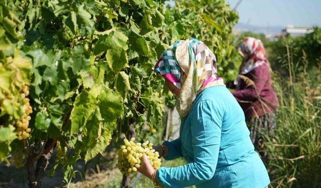 Erken hasat kuru üzümde kilogram kaybına neden oluyor