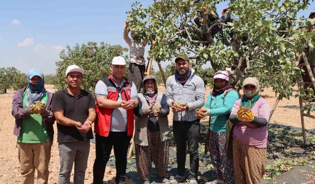 Gaziantep’te baklavalık boz Antep fıstığı hasadı başladı