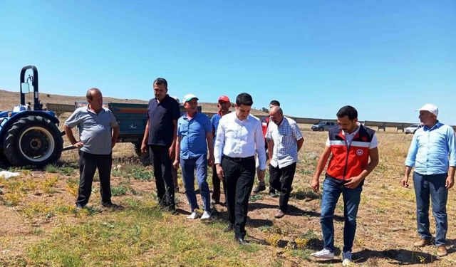 Kaymakam Gedik, nohut hasat kontrollerine katıldı