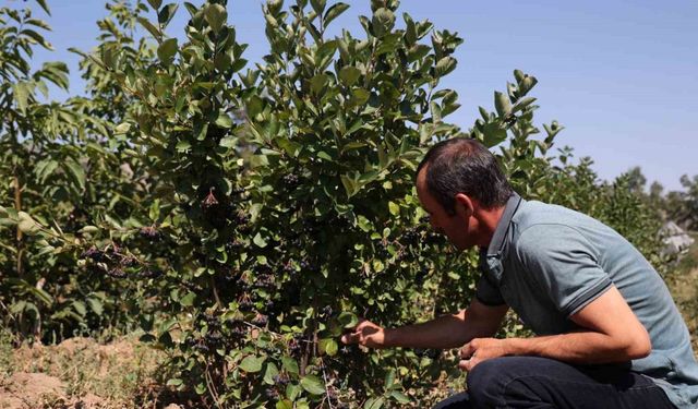 Konya Büyükşehir’in destek vererek teşvik ettiği süper meyve aronyada hasat başladı