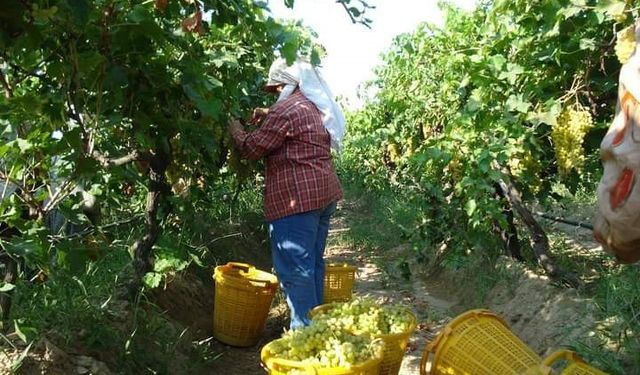 Sarıgöl’de üzüm hasadı sürüyor