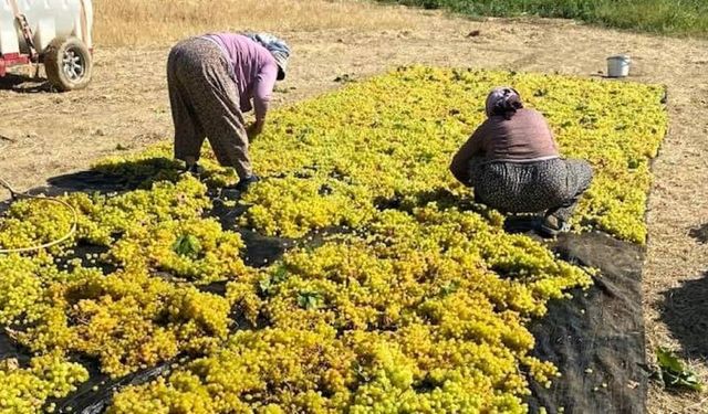 Sarıgöl’de üzüm kurutma çalışmaları başladı