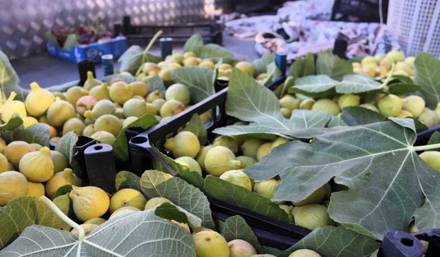 Sıcaklıklar İzmir’de incir hasadını 10 gün erkene çekti