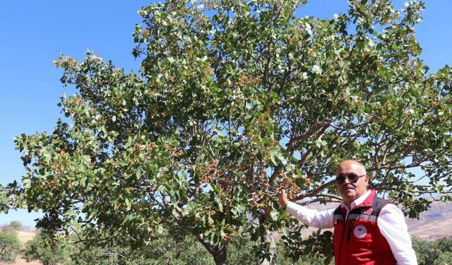 ‘Sivas’ta yetişmez’ denilen ürünler meyvelerini verdi, Antep fıstığı Sivas’ı sevdi