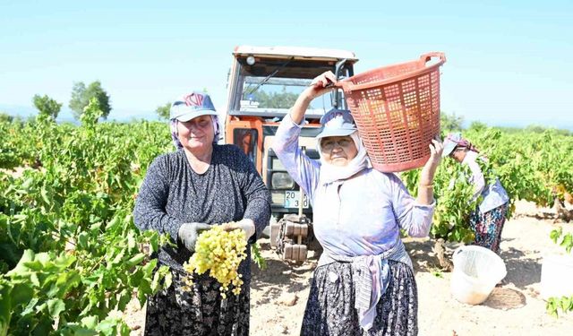 Susuz yetişen meşhur Bekilli üzümünde hasat zamanı