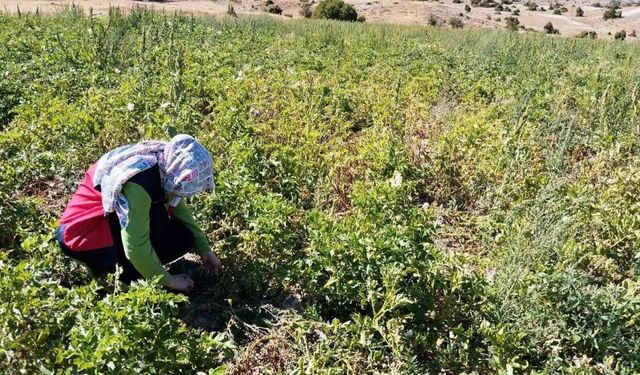 Tavşanlı’da patates üretimi yapılan alanlarda hastalık ve zararlı surveyleri yapıldı