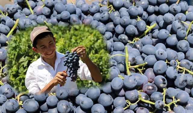 Tescilli Cimin üzümü kilosu 100 TL’den tezgahtaki yerini aldı