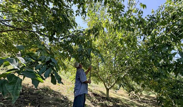 Üreticilerin ceviz hasadı mesaisi başladı