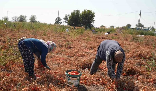 Domatesi tarlada kalan çiftçi, Büyükşehir aracılığıyla ihtiyaç sahiplerine bağışladı