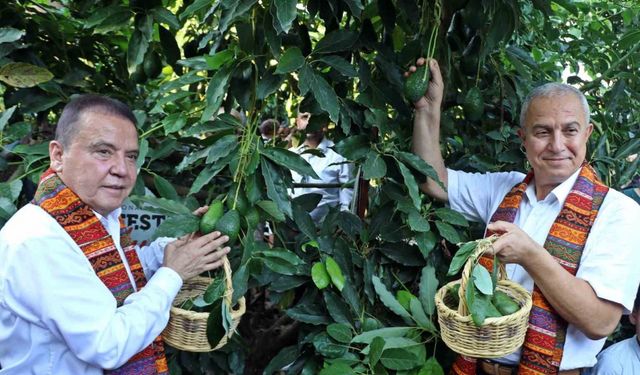 Foodfest Antalya Uluslararası Gastronomi Festivali kapsamında avokado ve mango hasadı yapıldı