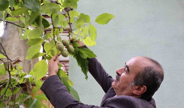 Küresel ısınma cevizi de vurdu