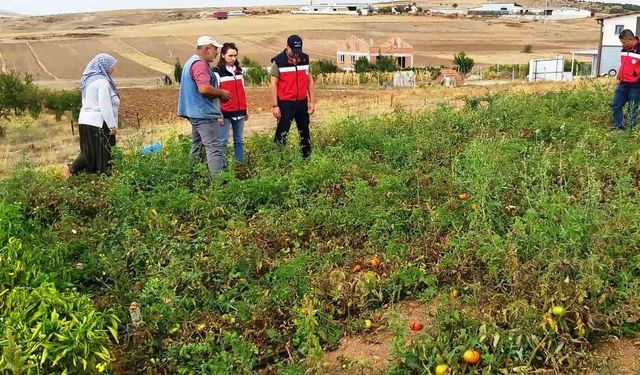 Kütahya’da TAKE projelerinden domates ve biber üretim alanları denetlendi