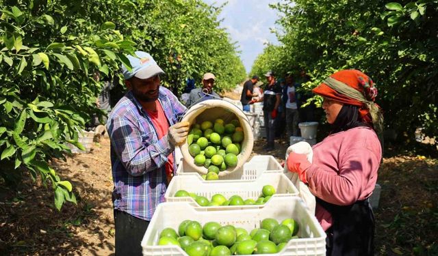 Limon bahçede 8, market ve pazarda 25 lira