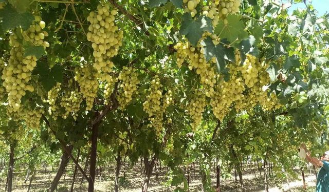 Manisa’da Mevlana Üzümü dalında 25 TL’den satılıyor