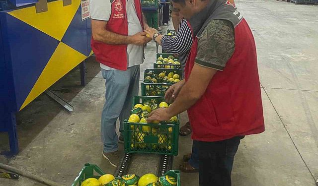 Ortaca’da nar ve limon ihracatında rekor beklentisi