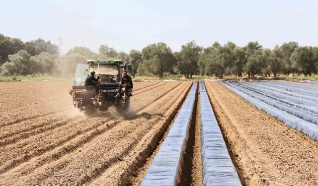 Son yıllarda altın yıllarını yaşayan çilek üreticisi tarlaya erken indi