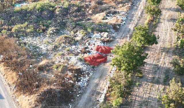 Verimli topraklarda domates krizi: Domates tarlada kaldı