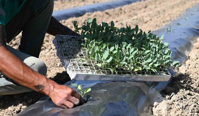 Adabahçe bu kış da sofralara lezzet ve bereket katacak